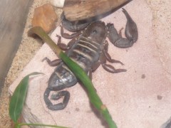 Scorpion
