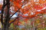 FallRedMaple